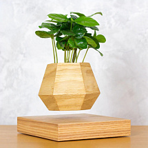 Левитирующее растение Кофе арабика (светлый)