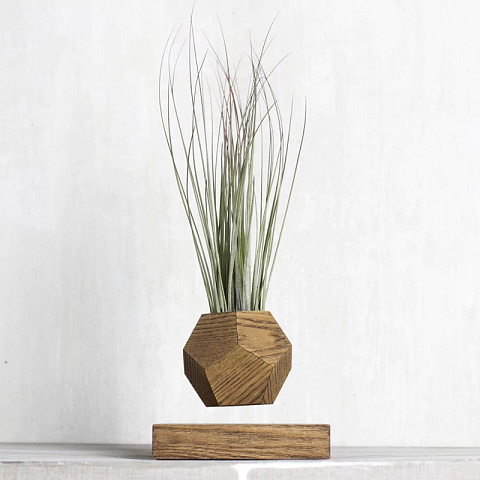 Левитирующее растение Тилландсия (темный)